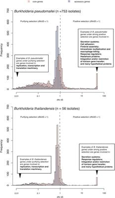 An Evolutionary Arms Race Between Burkholderia pseudomallei and Host Immune System: What Do We Know?